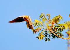 Streptopelia senegalensis
