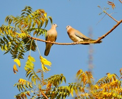 Streptopelia senegalensis
