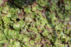Marchantia paleacea