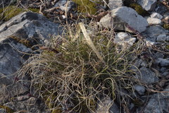 Carex mucronata