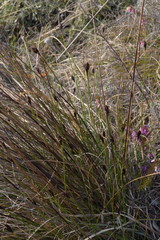 Schoenus nigricans