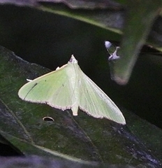 Parotis punctiferalis