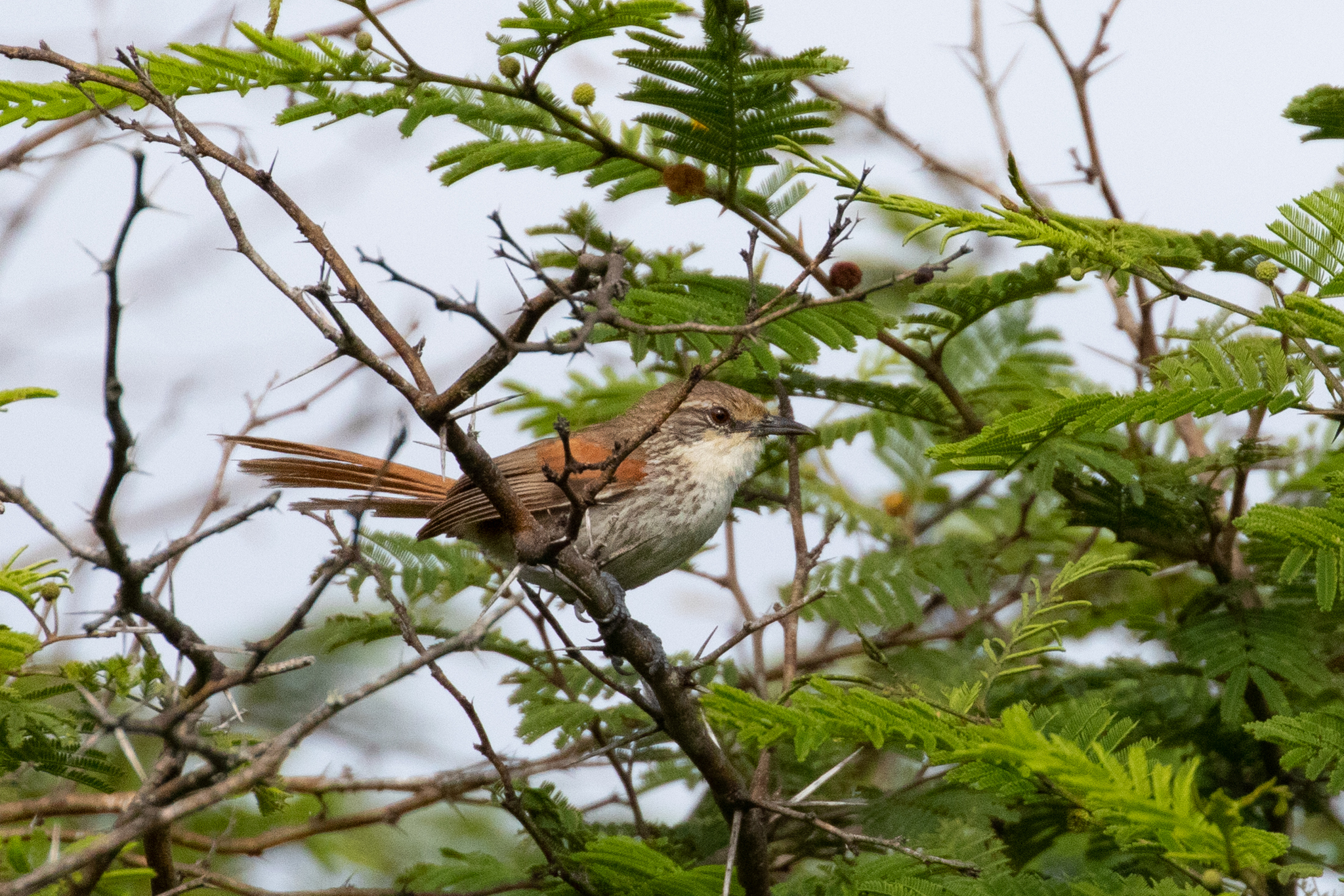 Chinchipe Spinetail illustration