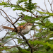 Chinchipe Spinetail - Photo (c) Thibaud Aronson, some rights reserved (CC BY-SA), uploaded by Thibaud Aronson