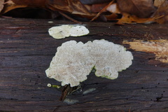 Subantrodia juniperina