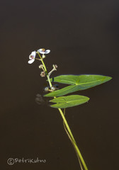 Sagittaria natans