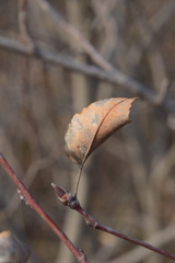 Amelanchier ovalis