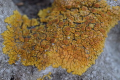 Variospora flavescens
