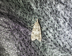 Eudonia lacustrata