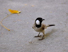 Pycnonotus leucotis