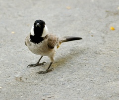Pycnonotus leucotis