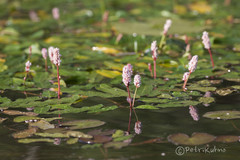 Persicaria amphibia