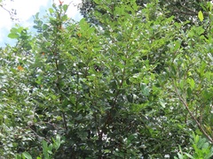 Bridelia cathartica cathartica