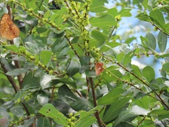Bridelia cathartica cathartica