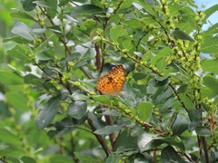 Bridelia cathartica cathartica