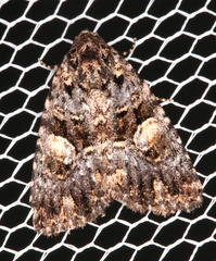 Condica macrosema
