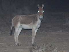Equus hemionus