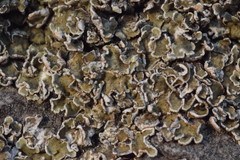 Squamarina concrescens