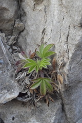Potentilla caulescens