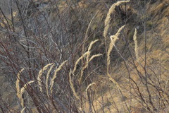 Calamagrostis varia