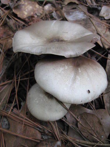 Agaricus pocillator image