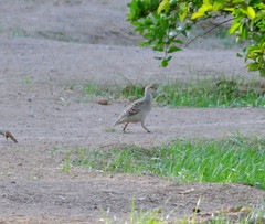 Ortygornis pondicerianus