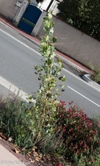Populus × canadensis