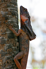 Chlamydosaurus kingii