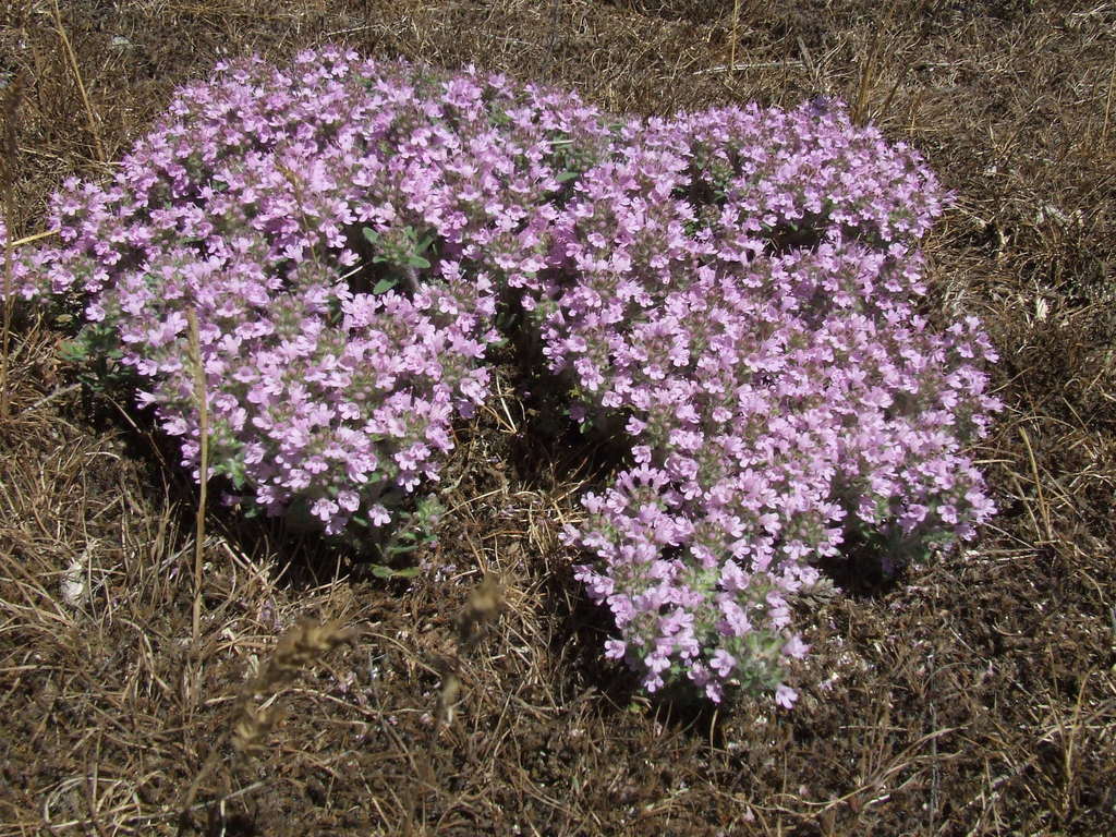 Thymus × littoralis