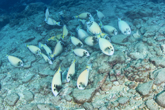 Acanthurus tennentii