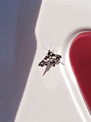 Pseudothyris sepulchralis