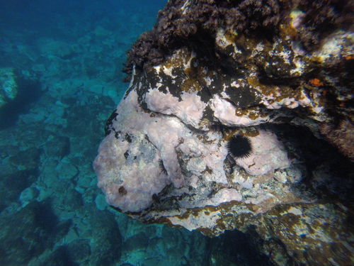 Arbacia lixula