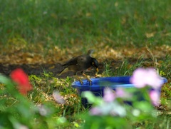 Acridotheres tristis
