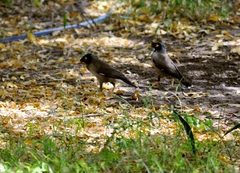 Acridotheres tristis