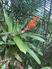 Guzmania berteroniana