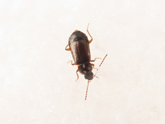 Macrochelidae