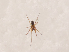 Bathyphantes gracilis