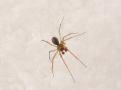 Bathyphantes gracilis