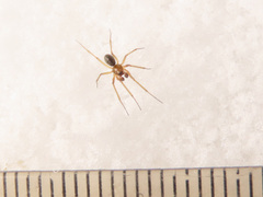 Bathyphantes gracilis