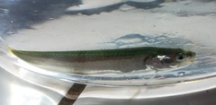 Gaidropsaridae