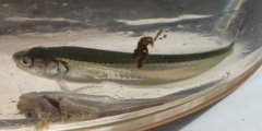 Gaidropsaridae