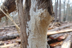 Subantrodia juniperina