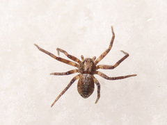 Philodromus aureolus