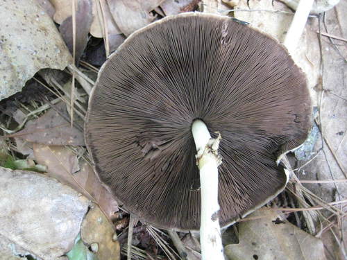 Agaricus pocillator image