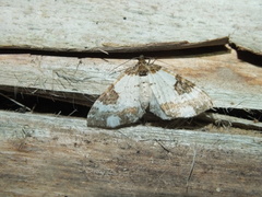 Melanthia procellata