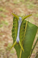 Anaxidia lozogramma