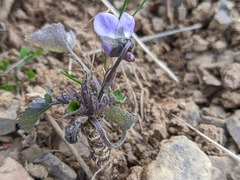 Viola alba dehnhardtii
