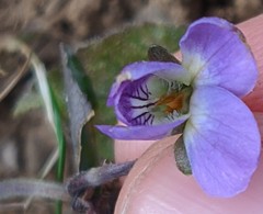 Viola alba dehnhardtii
