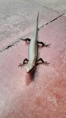 Marisora roatanae