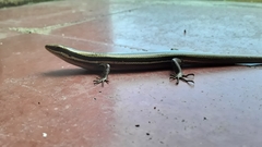 Marisora roatanae